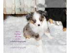 Aussie-Corgi-Miniature Australian Shepherd Mix PUPPY FOR SALE ADN-769067 - TOY