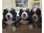 Bernese Mountain Dog PUPPY FOR SALE ADN-769066 - Bernese Mountain Dog Puppies