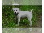 Jack Russell Terrier PUPPY FOR SALE ADN-769064 - Female Jack Russell Looking For
