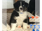 Australian Shepherd PUPPY FOR SALE ADN-769058 - 16 week old Male Aussie looking