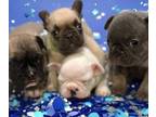 French Bulldog PUPPY FOR SALE ADN-769054 - Adorable French Bulldog Puppies Males