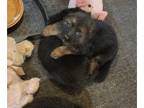 German Shepherd Dog PUPPY FOR SALE ADN-769021 - German Shepherd Puppies Long