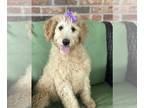 Labradoodle PUPPY FOR SALE ADN-769019 - Labradoodle Puppies