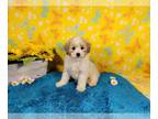 Goldendoodle-Poodle (Toy) Mix PUPPY FOR SALE ADN-768997 - Toy F1b Goldendoodles