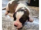 Saint Bernard PUPPY FOR SALE ADN-768979 - Pure Breed CKC St Bernard Puppies for