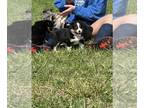 Miniature Australian Shepherd PUPPY FOR SALE ADN-768959 - Rebas puppies