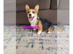 Pembroke Welsh Corgi PUPPY FOR SALE ADN-768943 - Pembroke Welsh Corgi puppies