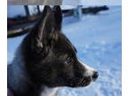 Siberian Husky PUPPY FOR SALE ADN-768936 - Agouti Siberian Husky