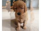 Golden Retriever PUPPY FOR SALE ADN-768935 - BEAUTIFUL AKC GOLDEN RETRIEVER PUPS