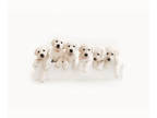 Labrador Retriever PUPPY FOR SALE ADN-768934 - The Designer Litter Polar White