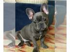 French Bulldog PUPPY FOR SALE ADN-768919 - Gentle Kid Friendly Grey Frenchie