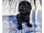 Labrador Retriever PUPPY FOR SALE ADN-768912 - Gorgeous black male labrador