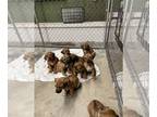 Rhodesian Ridgeback PUPPY FOR SALE ADN-768903 - Rhodesian Ridgeback Puppies