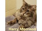 Adopt Harry Morrison a Domestic Medium Hair