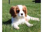 Cavalier King Charles Spaniel PUPPY FOR SALE ADN-768872 - ADDORABLE PUPPIES