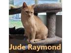 Adopt Jude Raymond a Domestic Short Hair