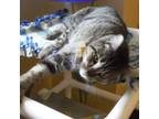 Adopt Pavarotti - So Handsome a Tabby