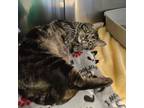 Adopt Macho a Domestic Short Hair, Tabby