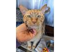 Adopt Archie a Domestic Short Hair, Tiger