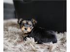 Yorkshire Terrier PUPPY FOR SALE ADN-769088 - Yorkie puppies