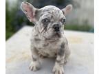 French Bulldog PUPPY FOR SALE ADN-769041 - Akc French Bulldogs