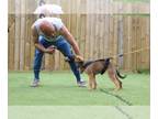 Belgian Malinois PUPPY FOR SALE ADN-768991 - Malinois x Herders