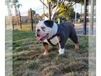 English Bulldog PUPPY FOR SALE ADN-768985 - English bulldog female