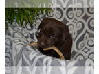 Labrador Retriever PUPPY FOR SALE ADN-768973 - AKC Choc Lab pups