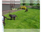 Labrador Retriever PUPPY FOR SALE ADN-768973 - AKC Choc Lab pups