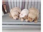 Golden Retriever PUPPY FOR SALE ADN-768921 - AKC Golden Retriever Puppies