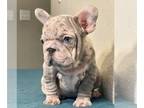 French Bulldog PUPPY FOR SALE ADN-769134 - PINK LILAC MERLE VELVET ROPE