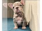 French Bulldog PUPPY FOR SALE ADN-769124 - PINK LILAC MERLE VELVET ROPE