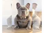 French Bulldog PUPPY FOR SALE ADN-769114 - ISABELLA TAN MICRO STUD