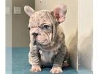 French Bulldog PUPPY FOR SALE ADN-769113 - PINK LILAC MERLE VELVET ROPE