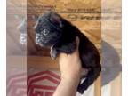 French Bulldog PUPPY FOR SALE ADN-769110 - BLACK FLUFFY QUEEN