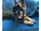 French Bulldog PUPPY FOR SALE ADN-769109 - PIEDS FAWNS FLUFFYS CARRIERS
