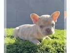 French Bulldog PUPPY FOR SALE ADN-769092 - ISABELLA MERLE