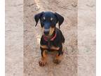Doberman Pinscher PUPPY FOR SALE ADN-769063 - Doberman Pinscher puppy