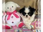 Japanese Chin PUPPY FOR SALE ADN-769055 - Harlow