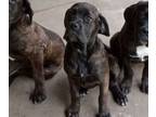 Mastiff PUPPY FOR SALE ADN-769049 - Mastiff pups