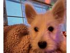 West Highland White Terrier PUPPY FOR SALE ADN-769034 - New year puppies now