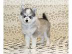 Pomsky PUPPY FOR SALE ADN-769033 - Misty