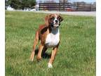 Boxer PUPPY FOR SALE ADN-769030 - Boxer