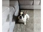 French Bulldog PUPPY FOR SALE ADN-769017 - French bulldog