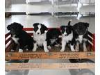 Border-Aussie PUPPY FOR SALE ADN-769016 - Border Collie Australian Mix For Sale