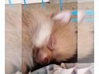 Pomeranian PUPPY FOR SALE ADN-769014 - Rose