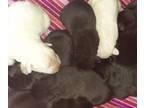 Labrador Retriever PUPPY FOR SALE ADN-769005 - akc registerd