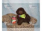 Poodle (Toy) PUPPY FOR SALE ADN-769004 - AKC FULL REGISTRATION COCO