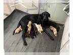 Labrador Retriever PUPPY FOR SALE ADN-768994 - Labrador retriever