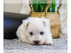 West Highland White Terrier PUPPY FOR SALE ADN-768989 - West Highland Terrier